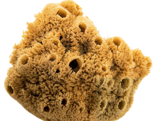 Išsiplėtusios poros